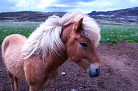 Icelandic Horse