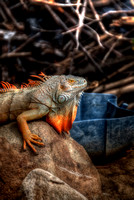 Iguana