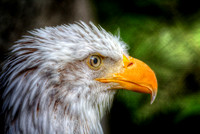 Eagle (2)